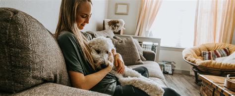 dog house sitting melbourne - house pet sitters.